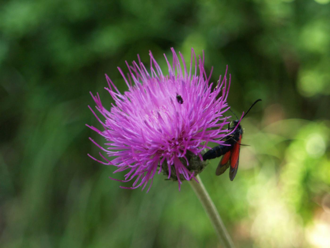 Thistle, Tuberous flower